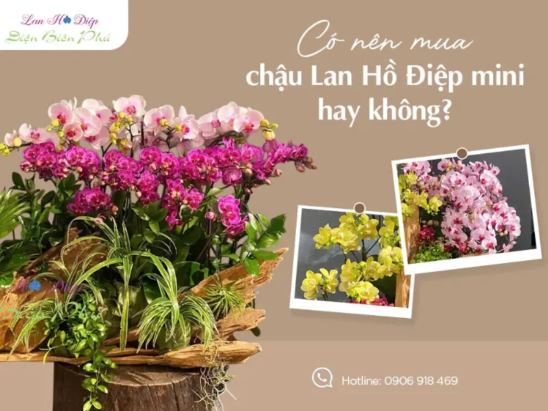 Bí quyết chọn mua hoa lan hồ điệp vàng chất lượng, đảm bảo cây khỏe mạnh và ra hoa bền đẹp cho không gian của bạn.